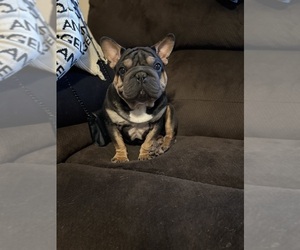 French Bulldog Puppy for sale in PALM COAST, FL, USA
