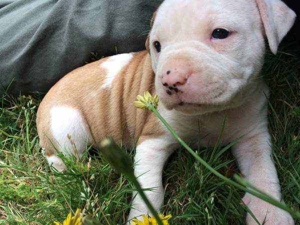 Medium Photo #1 American Bulldog Puppy For Sale in SHELTON, WA, USA