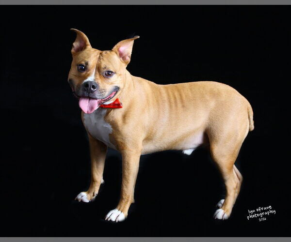 Medium Photo #2 Mutt Puppy For Sale in Westwood, NJ, USA