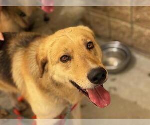 German Shepherd Dog Dogs for adoption in Tulsa, OK, USA