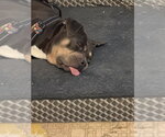 Small #3 Bulldog Mix