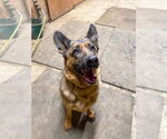 Small #2 German Shepherd Dog