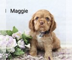 Small Photo #25 Cocker Spaniel Puppy For Sale in LOYAL, WI, USA