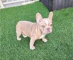 Small French Bulldog