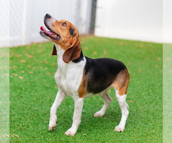 Medium Photo #2 Beagle-Unknown Mix Puppy For Sale in Canton, CT, USA