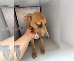 Small Carolina Dog Mix