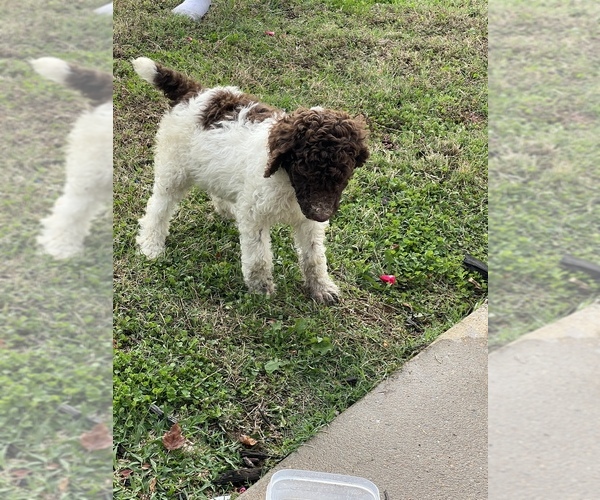 Medium Photo #5 Poodle (Standard) Puppy For Sale in LAWRENCEBURG, TN, USA