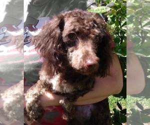 Poodle (Toy) Puppy for sale in SAVANNAH, GA, USA