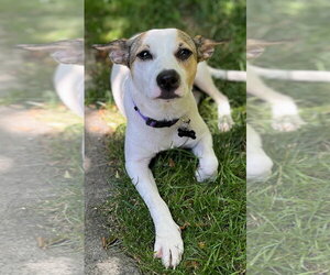 Rat Terrier-Shiba Inu Mix Dogs for adoption in Wakefield, RI, USA