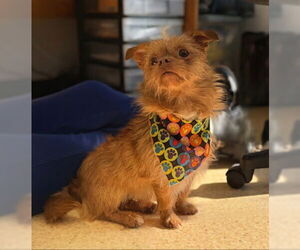 Chihuahua-Unknown Mix Dogs for adoption in Warrenton, VA, USA