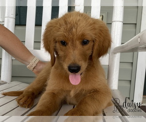 Goldendoodle Puppy for Sale in HUDSON, North Carolina USA