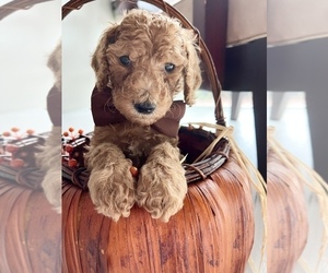 Poodle (Standard) Puppy for sale in COCONUT CREEK, FL, USA