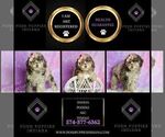 Small #7 Poodle (Miniature)