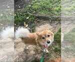 Small #2 Pomeranian Mix