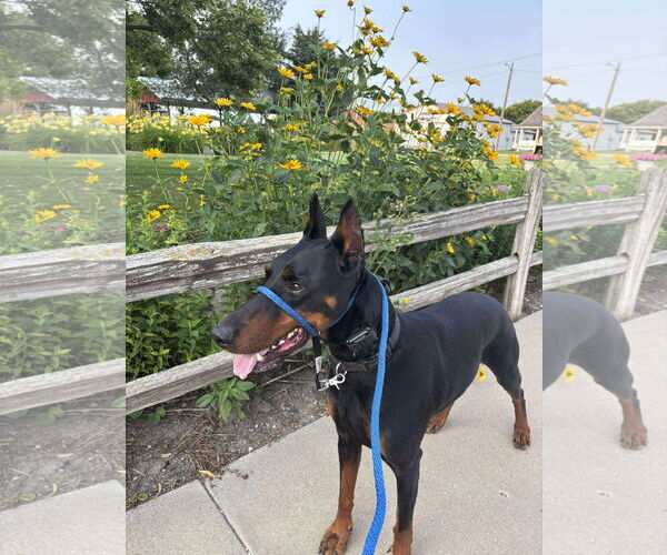 Medium Photo #1 Doberman Pinscher Puppy For Sale in Buffalo, MN, USA