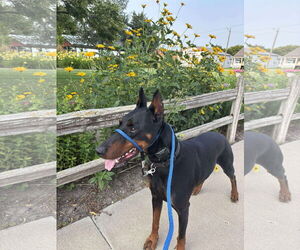 Doberman Pinscher Dogs for adoption in Buffalo, MN, USA