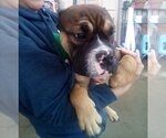 Small #12 Bulldog
