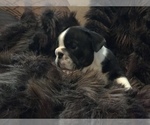 Small Photo #29 English Bulldog Puppy For Sale in STUART, FL, USA