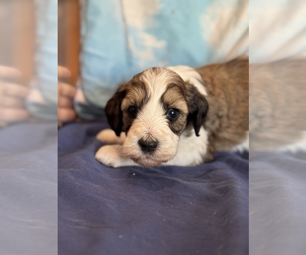 Medium Photo #8 Bernedoodle (Miniature) Puppy For Sale in LONGMONT, CO, USA
