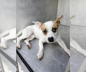 Mutt Dogs for adoption in San Antonio, TX, USA