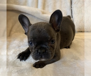 French Bulldog Puppy for sale in JOHNS ISLAND, SC, USA