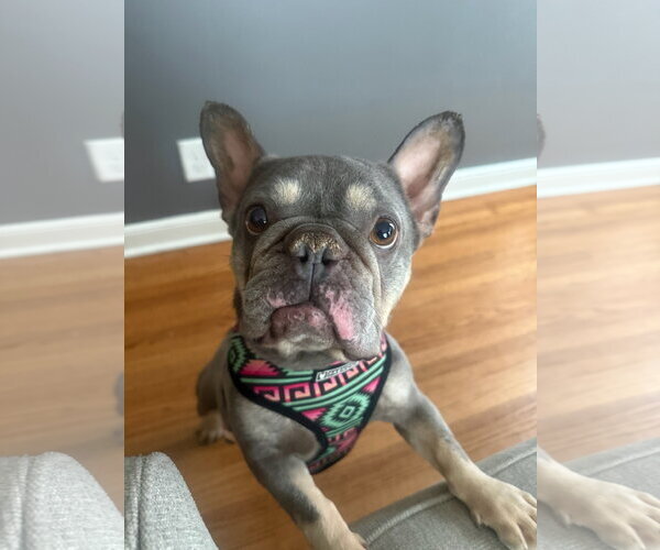 Medium Photo #1 French Bulldog Puppy For Sale in St. Louis Park, MN, USA
