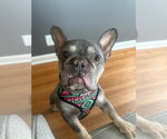 Small French Bulldog