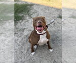 Small #2 Mutt