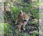 Small Photo #13 Shiba Inu Puppy For Sale in MERRITT IS, FL, USA