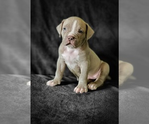 American Bully Puppy for sale in DICKINSON, TX, USA