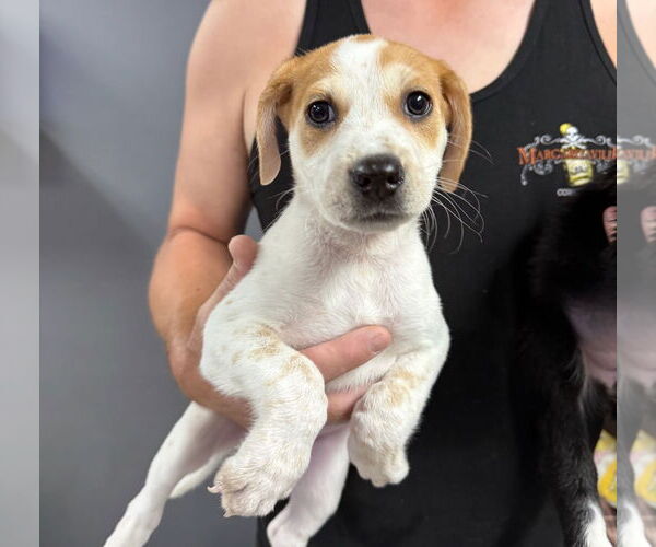 Medium Photo #8 Catahoula Leopard Dog Puppy For Sale in GILBERTS, IL, USA