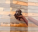 Puppy Red Labrador Retriever