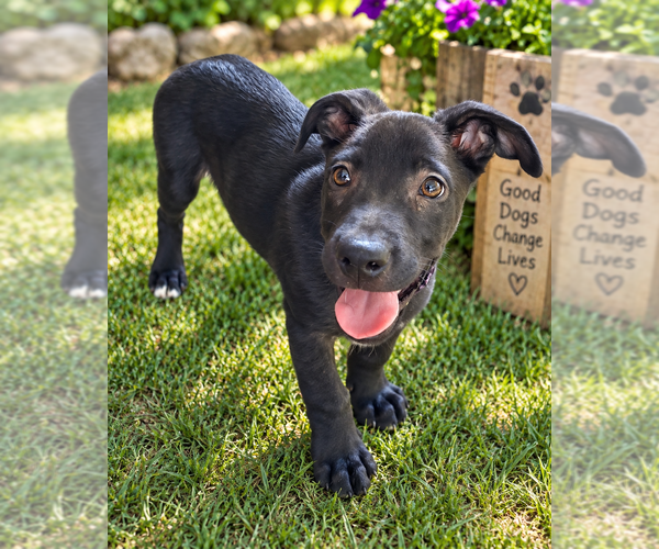 Medium Photo #1 Mutt Puppy For Sale in Mooresville, NC, USA