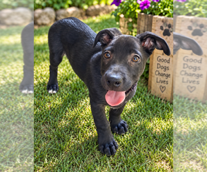 Mutt Dogs for adoption in Mooresville, NC, USA