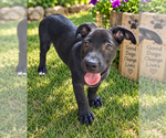 Remi - Male Mutt Dog for Adoption - Small photo