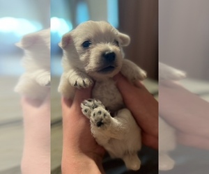 West Highland White Terrier Puppy for Sale in MISSOULA, Montana USA