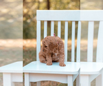 Small Photo #8 Goldendoodle (Miniature) Puppy For Sale in ASH GROVE, MO, USA