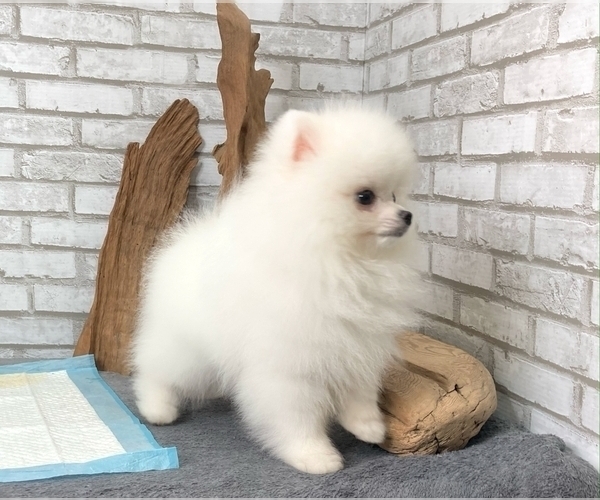 Medium Photo #5 Pomeranian Puppy For Sale in CHICAGO, IL, USA