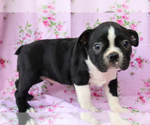 Boston Terrier Puppy for sale in BLOOMINGTON, IN, USA