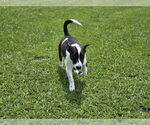 Small #7 Catahoula Leopard Dog-Jack Russell Terrier Mix