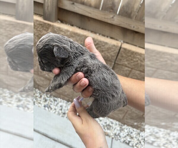 Medium Photo #26 French Bulldog Puppy For Sale in FOLSOM, CA, USA