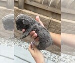 Small #25 French Bulldog