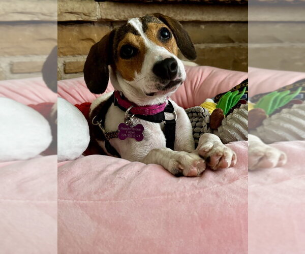 Medium Photo #5 Beagle-Unknown Mix Puppy For Sale in Mundelein, IL, USA