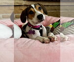 Small #4 Beagle Mix