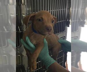 Mutt Dogs for adoption in Riverside, CA, USA