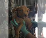 Small Mutt