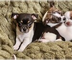 Small #1 Chihuahua