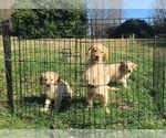 Small Photo #18 Golden Retriever Puppy For Sale in SALISBURY, NC, USA