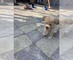 Small Photo #30 Bichpoo Puppy For Sale in NORTH PORT, FL, USA