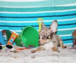Small #2 Chihuahua